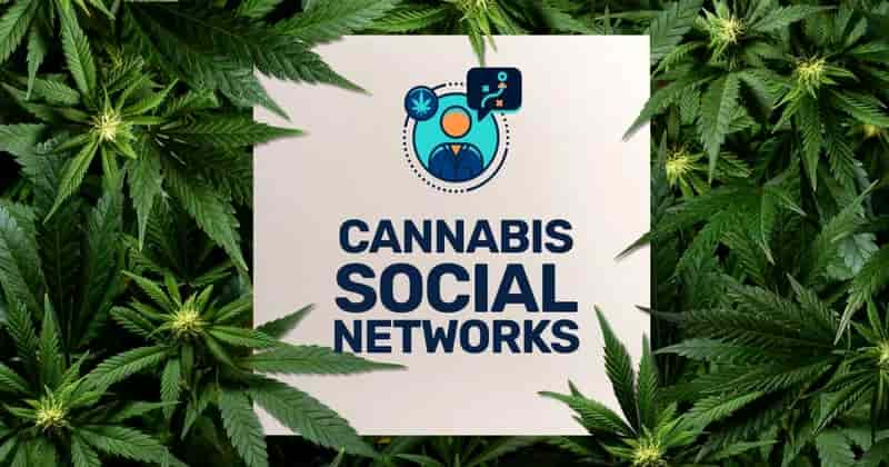 cannabis business social networks